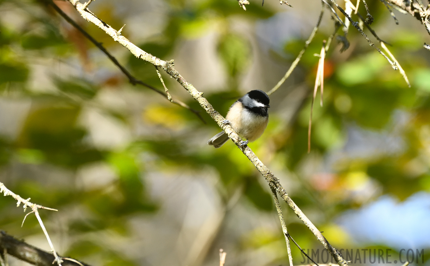 Poecile atricapillus atricapillus [400 mm, 1/400 sec at f / 7.1, ISO 1250]